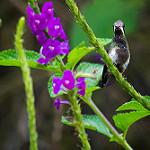 Little Woodstar / Chaetocercus bombus