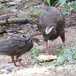 White-browed Guan / Penelope jacucaca