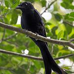 Mayotte Drongo / Dicrurus waldenii