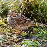 Овсянка-крошка / Emberiza pusilla