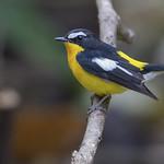 Yellow-rumped Flycatcher / Ficedula zanthopygia