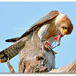 Турумти / Falco chicquera