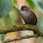 Marcapata Spinetail / Cranioleuca marcapatae