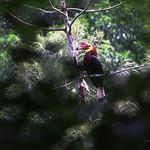Рыжеголовый калао / Rhabdotorrhinus waldeni