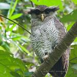 Barred Eagle-Owl / Ketupa sumatrana