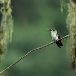 White-bellied Mountaingem / Lampornis hemileucus