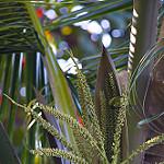 Самоанская белоглазка / Zosterops samoensis