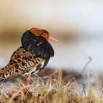 Турухтан / Calidris pugnax