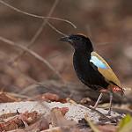 Rainbow Pitta / Pitta iris