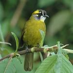 Yellow-eared Bulbul / Pycnonotus penicillatus