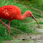 Алый ибис / Eudocimus ruber