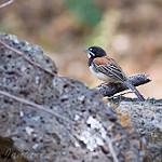 Черногрудая овсянка / Peucaea humeralis
