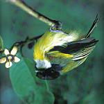 Golden-winged Tody-Flycatcher / Poecilotriccus calopterus