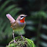 Chinese Rubythroat / Calliope tschebaiewi