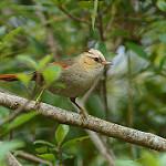 Creamy-crested Spinetail / Cranioleuca albicapilla
