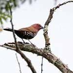 Розовогрудый жемчужник / Hypargos margaritatus