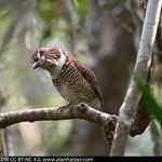 Земляные ракши / Brachypteraciidae фото