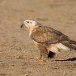 Upland Buzzard / Buteo hemilasius