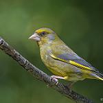 Зеленушка / Chloris chloris