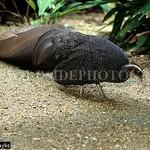 Vietnamese Crested Argus / Rheinardia ocellata