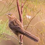 Striated Babbler / Argya earlei