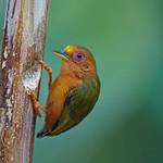 Rufous Piculet / Sasia abnormis