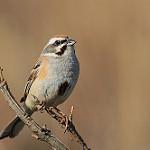 Овсянка Янковского / Emberiza jankowskii