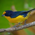Фиолетовая эуфония / Euphonia violacea