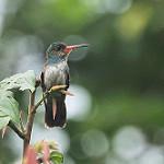 Рыжебородый сапфир / Hylocharis sapphirina