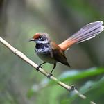 Supertramp Fantail / Rhipidura semicollaris