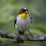Белошапочная атлапета / Atlapetes albinucha