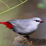 Краснохвостый астрильд / Glaucestrilda caerulescens