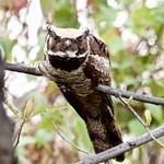 Great Eared Nightjar / Lyncornis macrotis