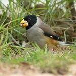 Chinese Grosbeak / Eophona migratoria