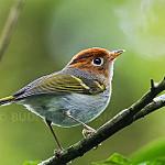 Зондская расписная пеночка / Phylloscopus grammiceps