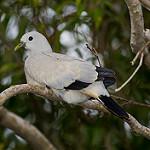 Тиморский плодовый голубь / Ducula cineracea