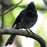 Elminia albonotata