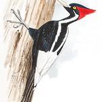 Ivory-billed Woodpecker / Campephilus principalis