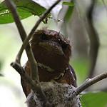 Philippine Frogmouth / Batrachostomus septimus