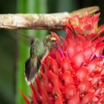 Minute Hermit / Phaethornis idaliae