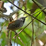 Ornate Stipplethroat / Epinecrophylla ornata