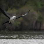 Swallow-tailed Kite / Elanoides forficatus