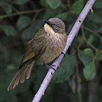 Желтогорлый бюльбюль / Atimastillas flavicollis