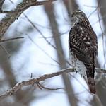 Astur atricapillus