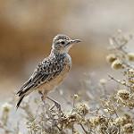 Белогорлый жаворонок / Chersomanes albofasciata
