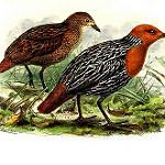 Madagascar Flufftail / Sarothrura insularis