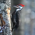 Pileated Woodpecker / Dryocopus pileatus