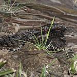 Полосатокрылый козодой / Systellura longirostris