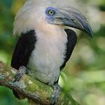 Белохохлый калао / Berenicornis comatus