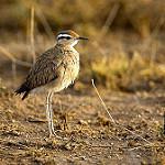 Somali Courser / Cursorius somalensis